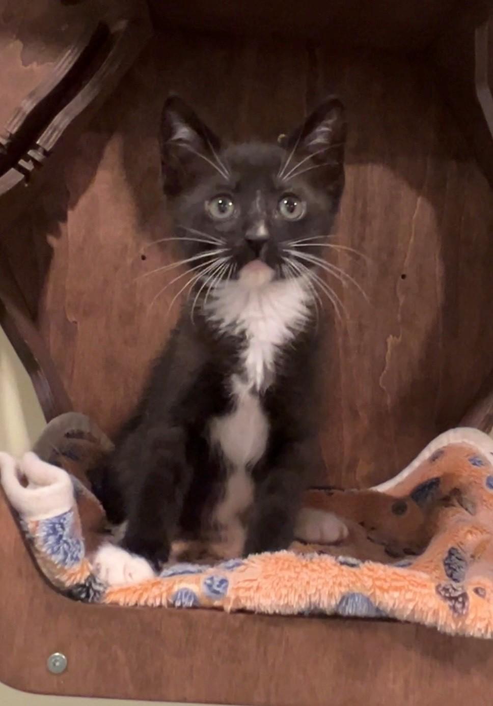 Oreo, a ADOPTABLE Domestic Short Hair in Nashville, TN image 2/5