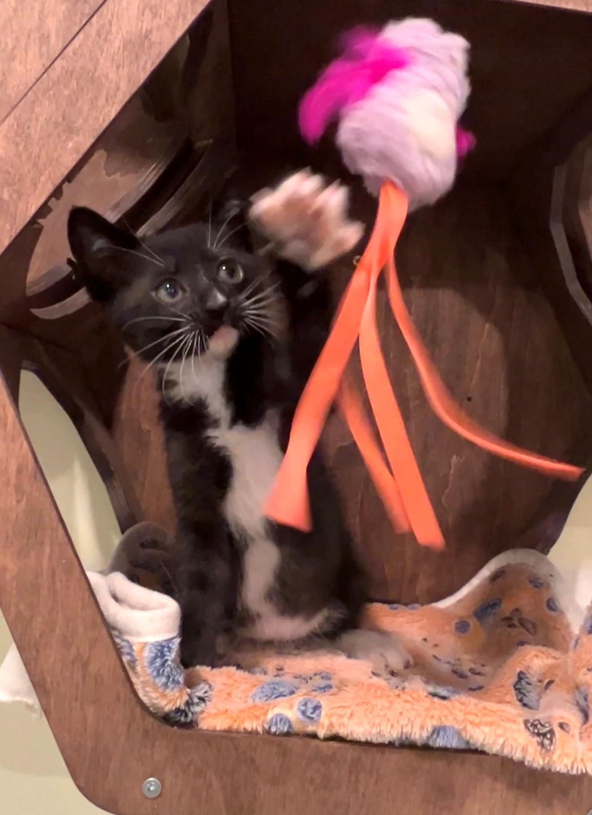 Oreo, a ADOPTABLE Domestic Short Hair in Nashville, TN image 4/5