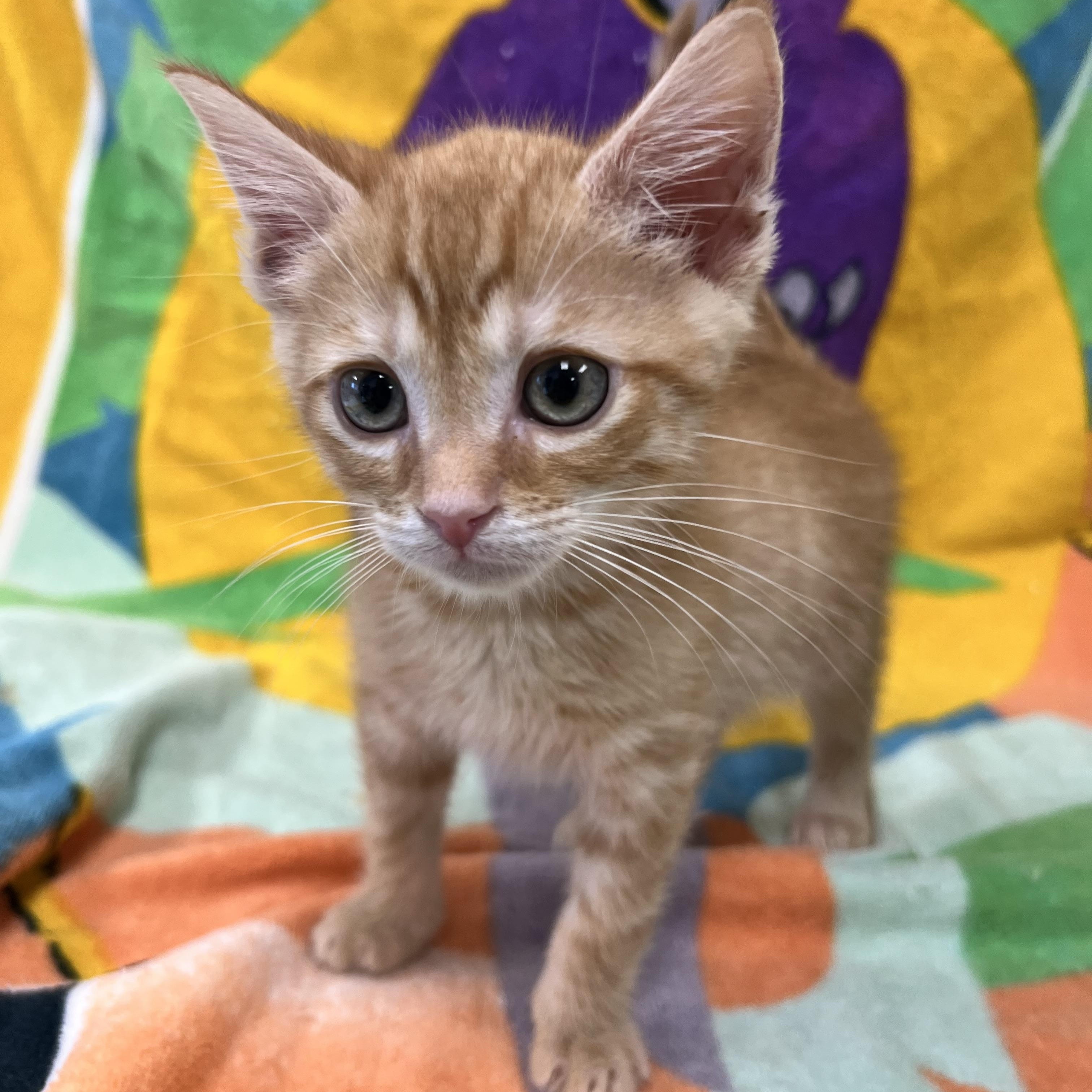 Rocket, a Adoptable Domestic Short Hair in Bear, DE image 2/2
