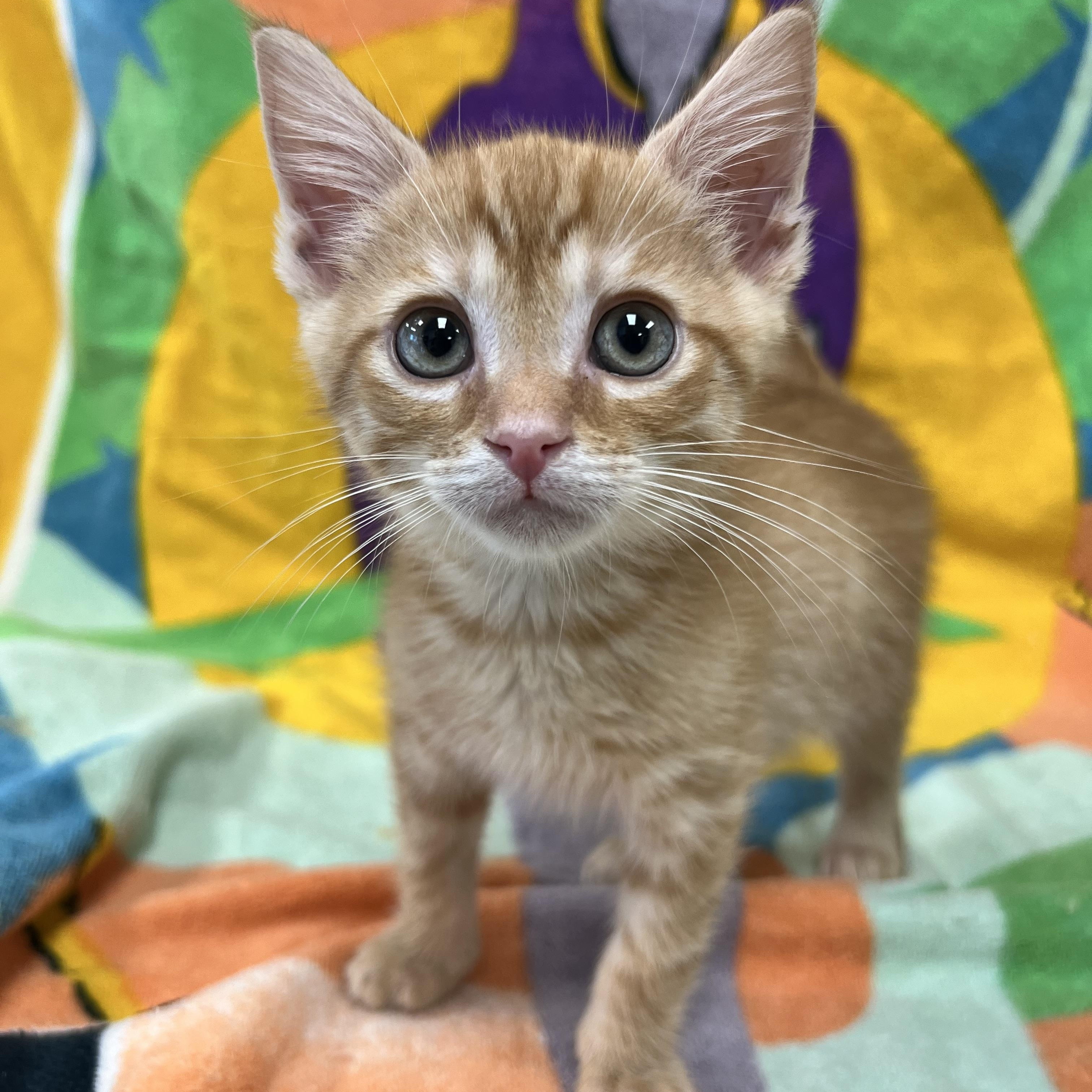 Rocket, Adoptable, Young Male Domestic Short Hair.