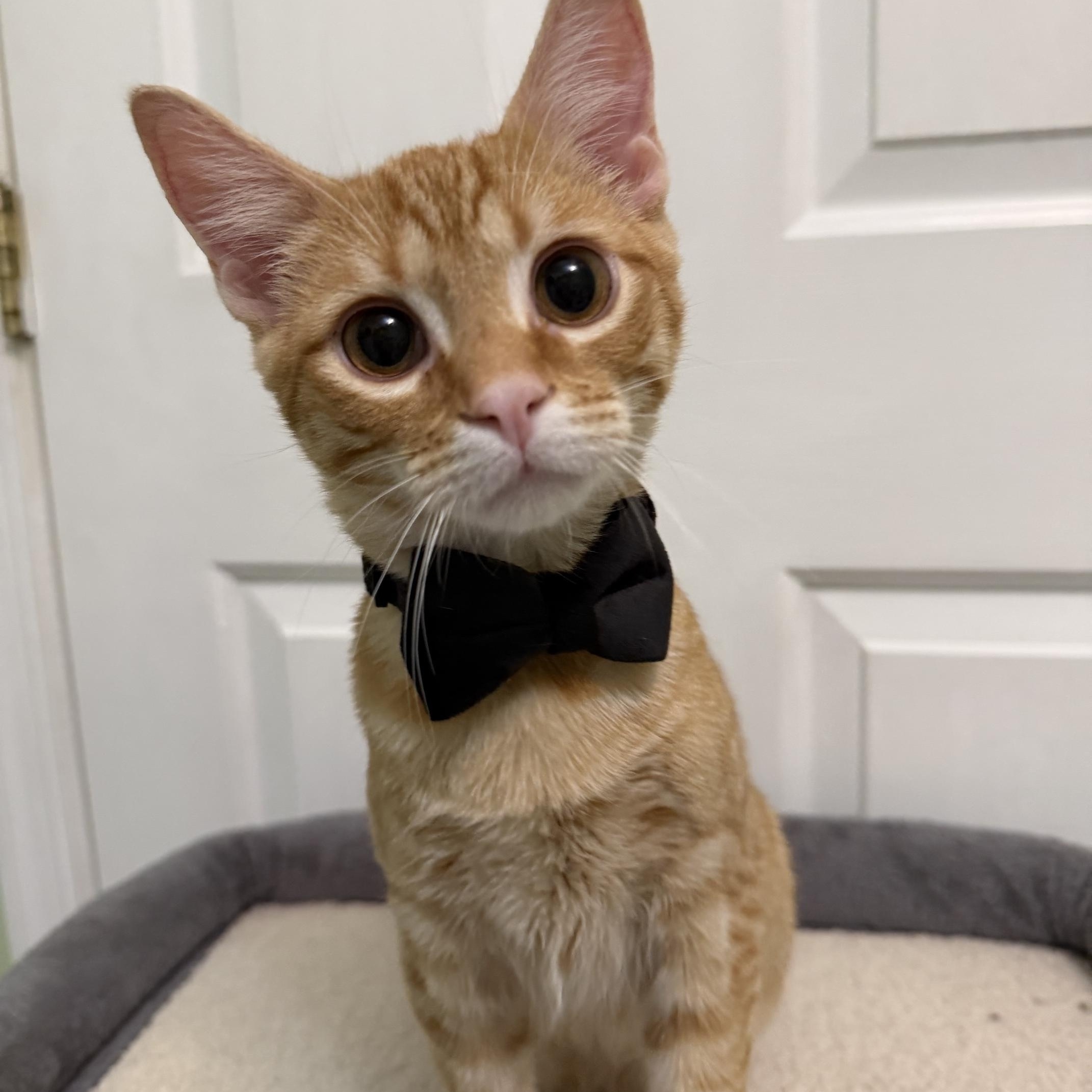 Rocket, Adoptable, Young Male Domestic Short Hair.