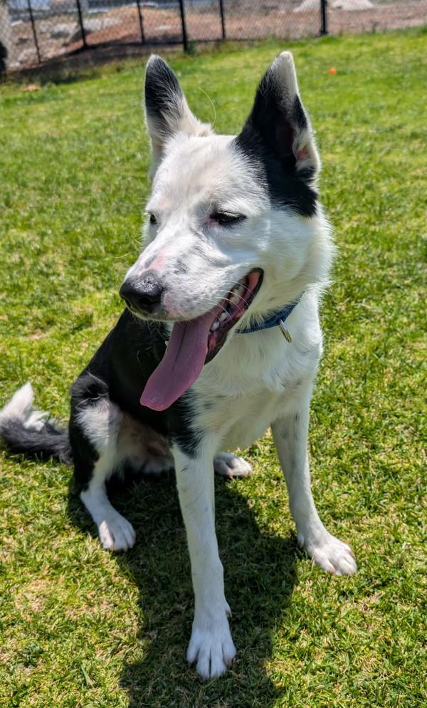 Charlie, Adoptable, Young Male Border Collie.