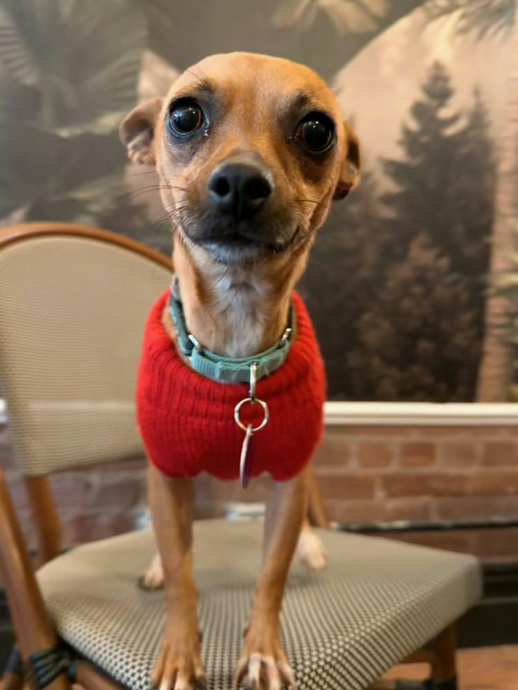 Fern, Adoptable, Puppy Female Chihuahua & Terrier.