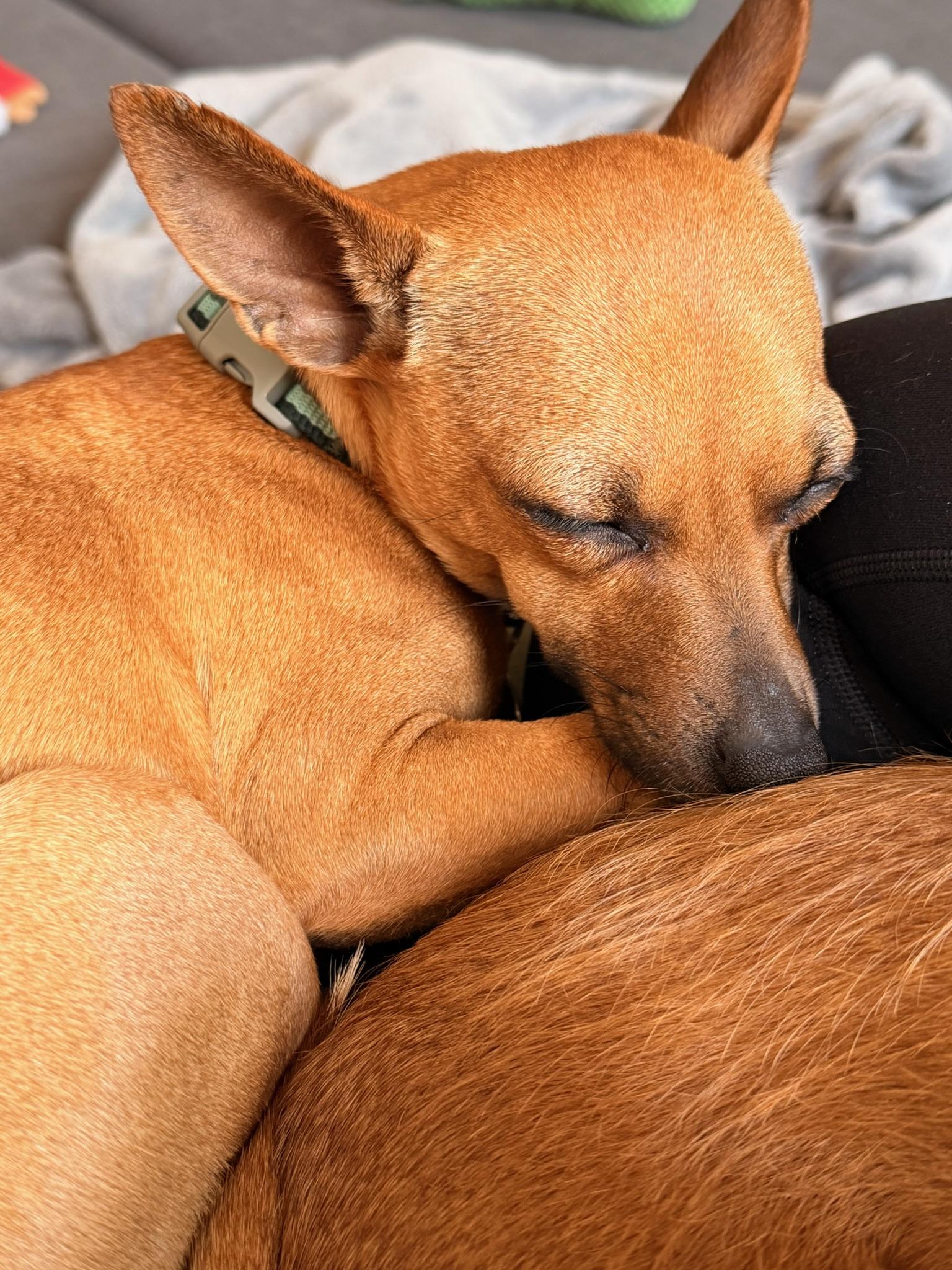 Fern, Adoptable, Puppy Female Chihuahua & Terrier.
