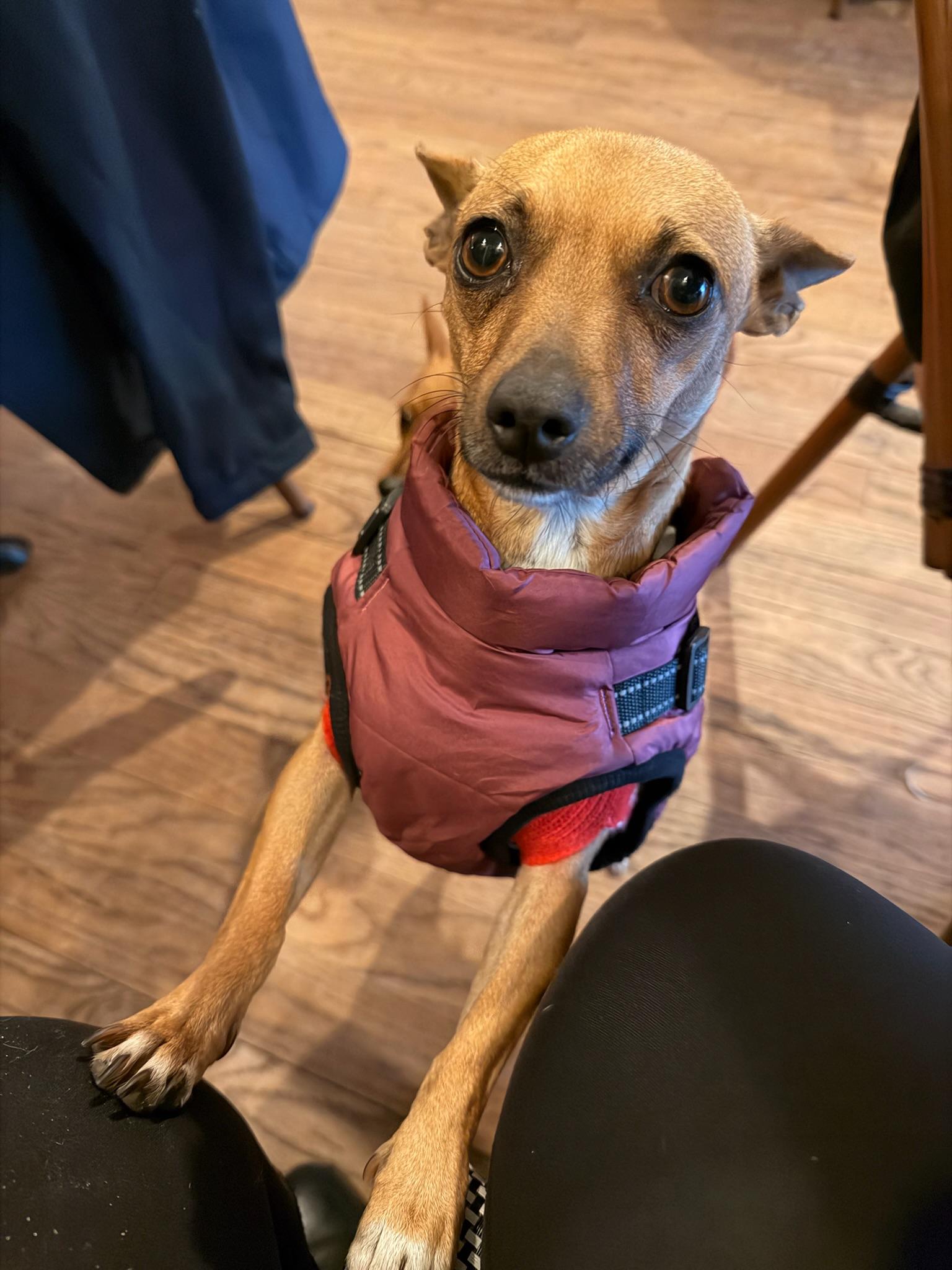 Enlarge Fern, a Adoptable mixed breed in Manhattan, NY image 2/4