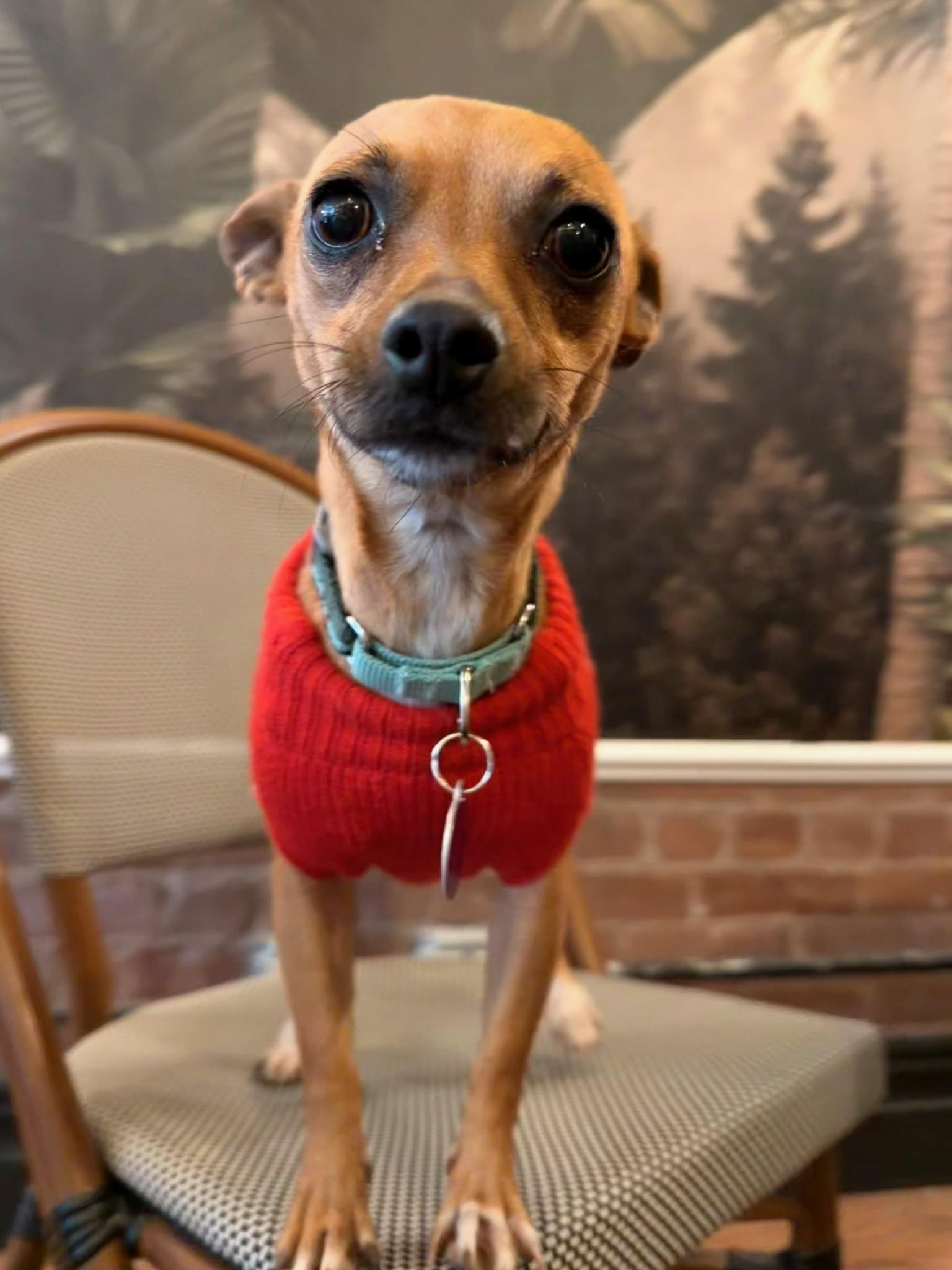 Enlarge Fern, a Adoptable mixed breed in Manhattan, NY image 3/4