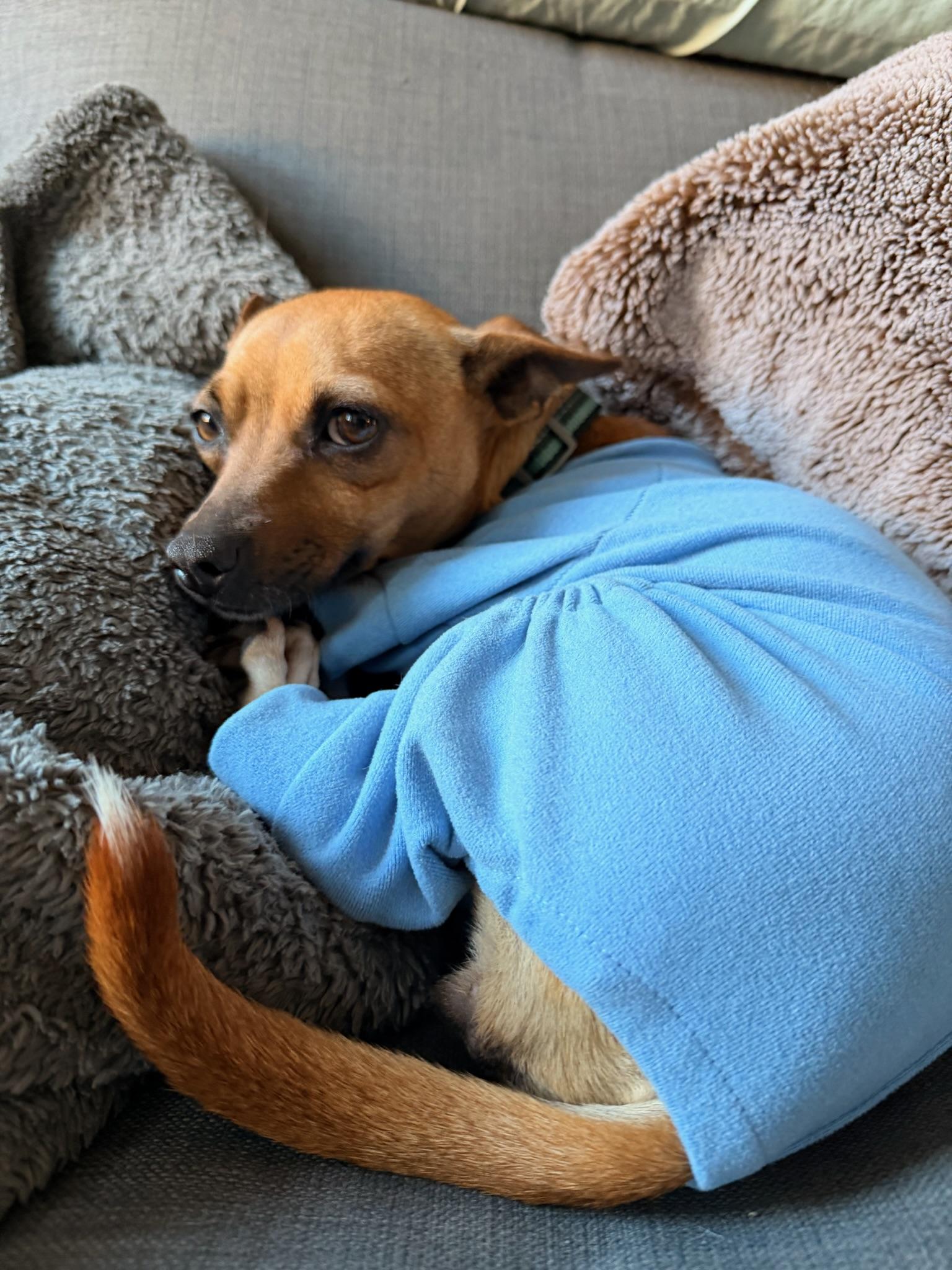 Enlarge Fern, a Adoptable mixed breed in Manhattan, NY image 4/4