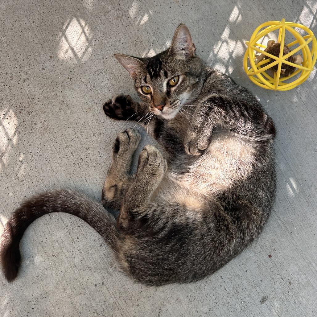 Crikey, a Adoptable Domestic Short Hair in Fresno, CA image 3/3