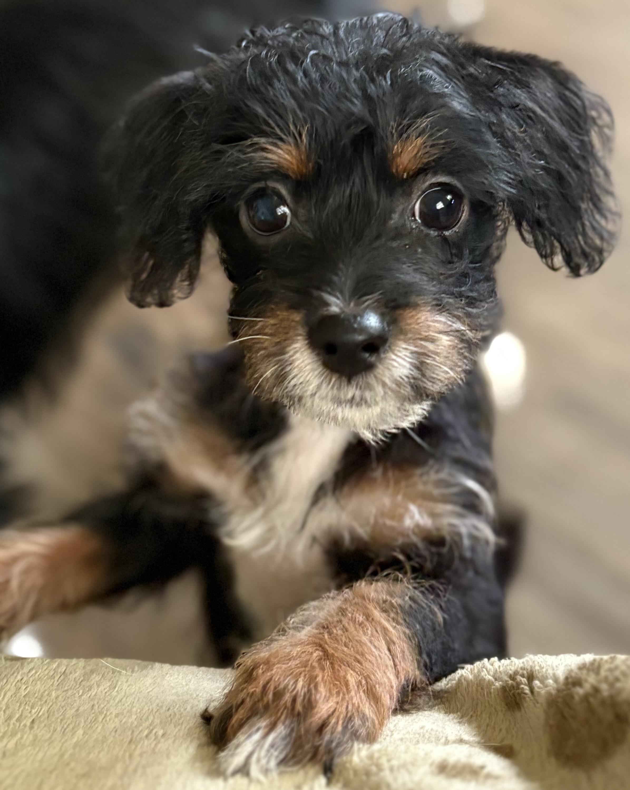 Enlarge Lilo, an adopted mixed breed in Red Bluff, CA image 2/4