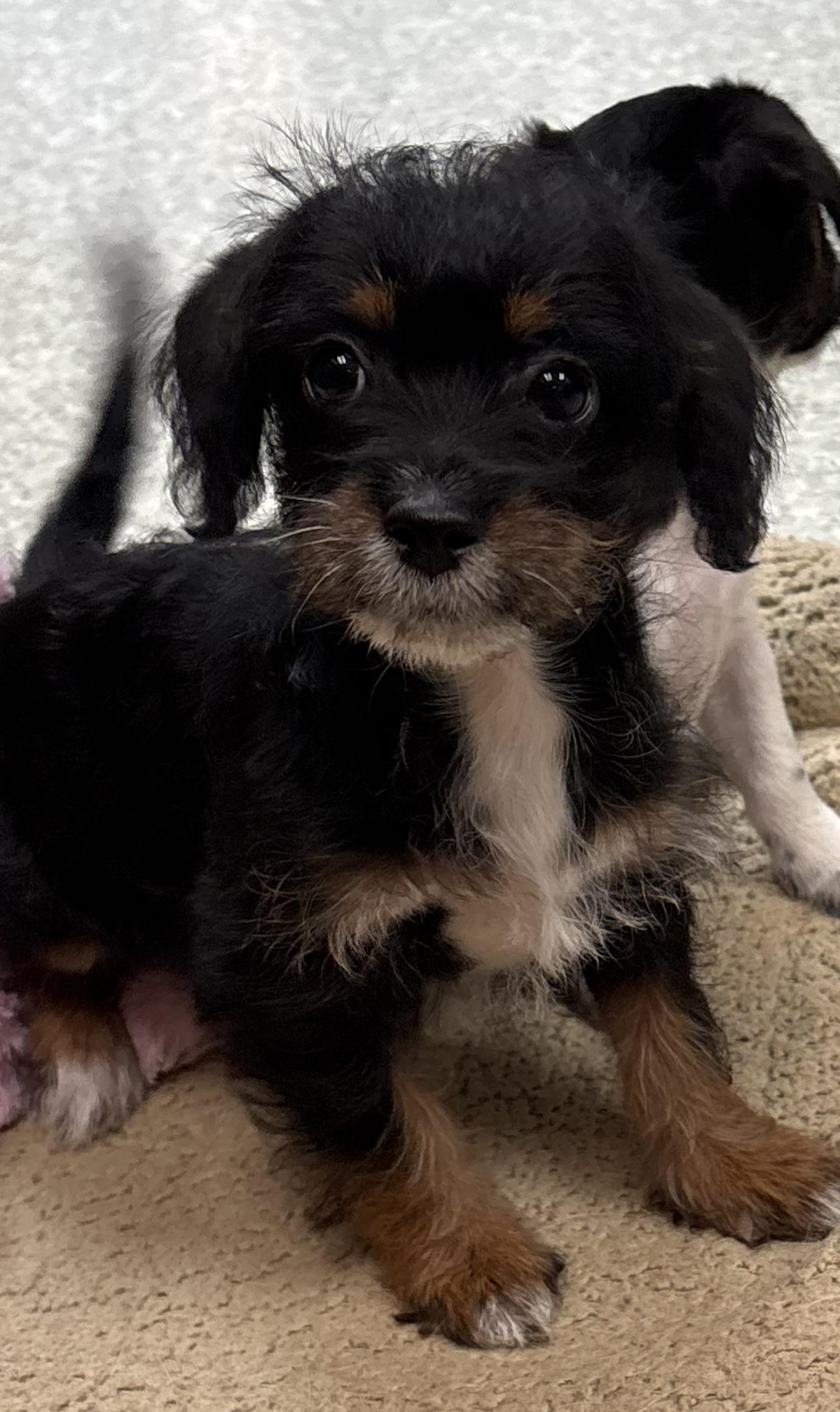 Enlarge Lilo, an adopted mixed breed in Red Bluff, CA image 3/4