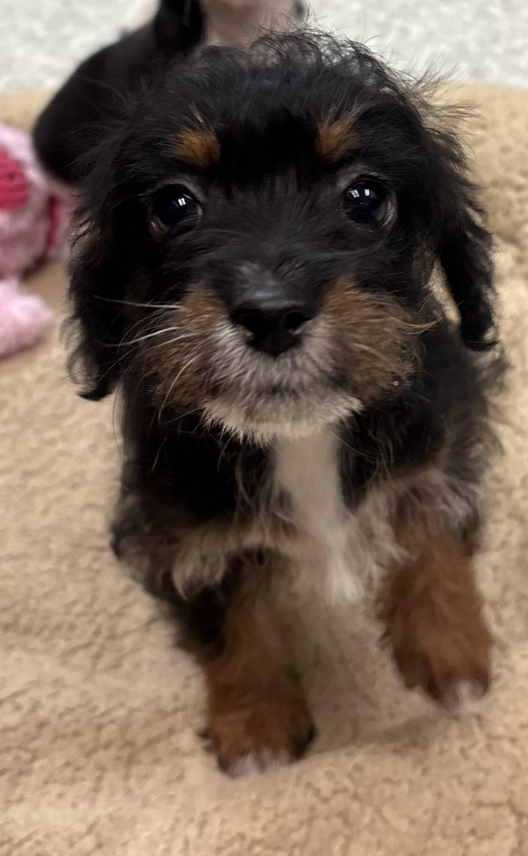 Enlarge Lilo, an adopted mixed breed in Red Bluff, CA image 4/4