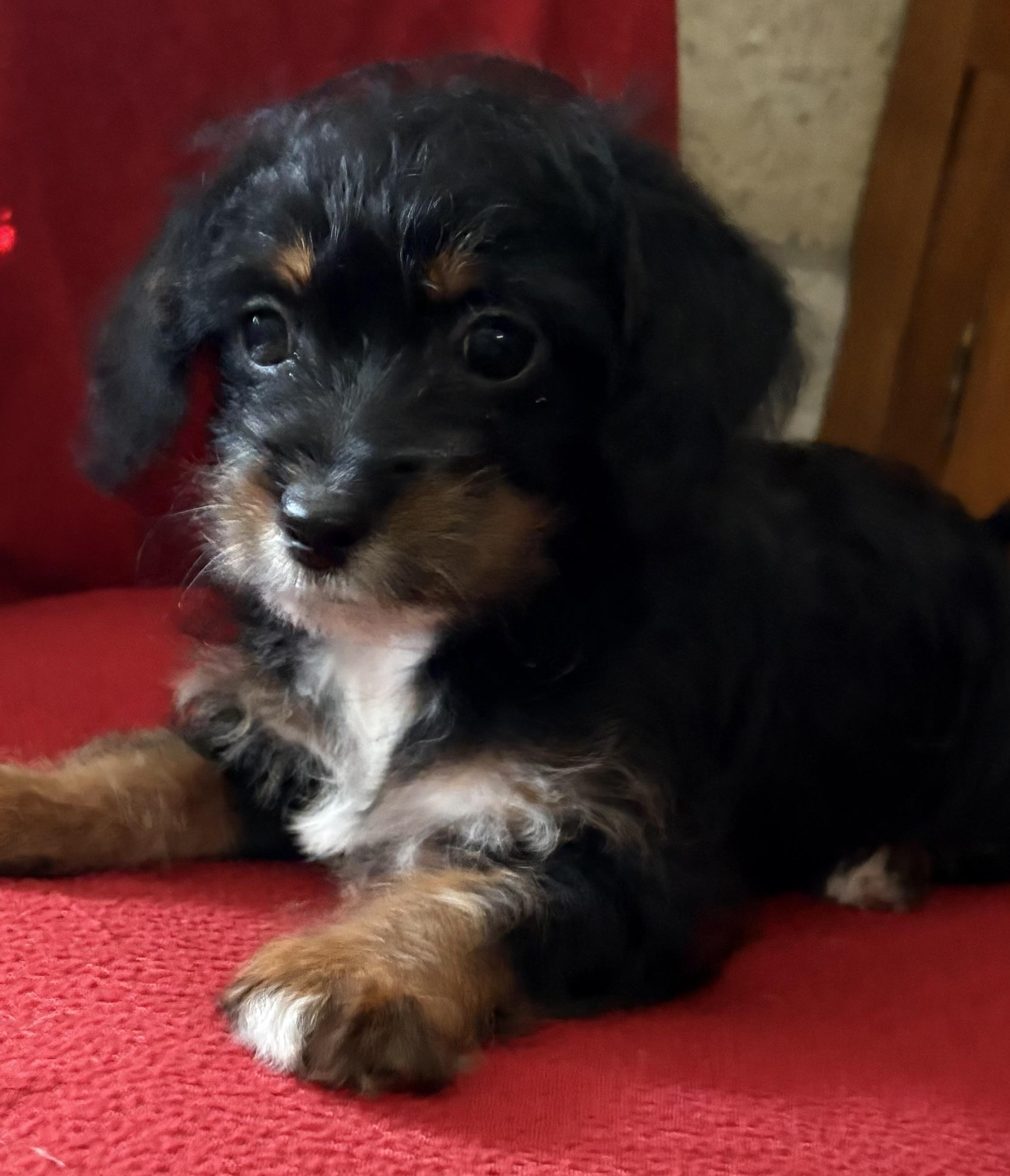 Lilo, ADOPTABLE, Puppy Female Terrier & Cavapoo.