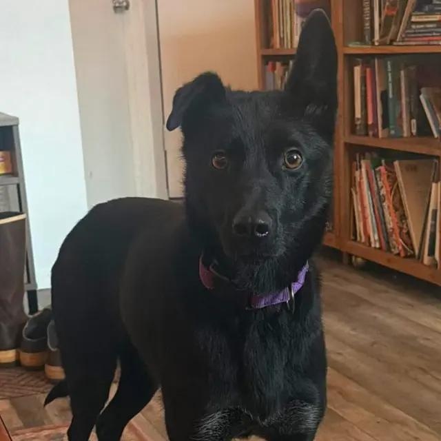 Tiny, ADOPTABLE, Adult Female Husky.