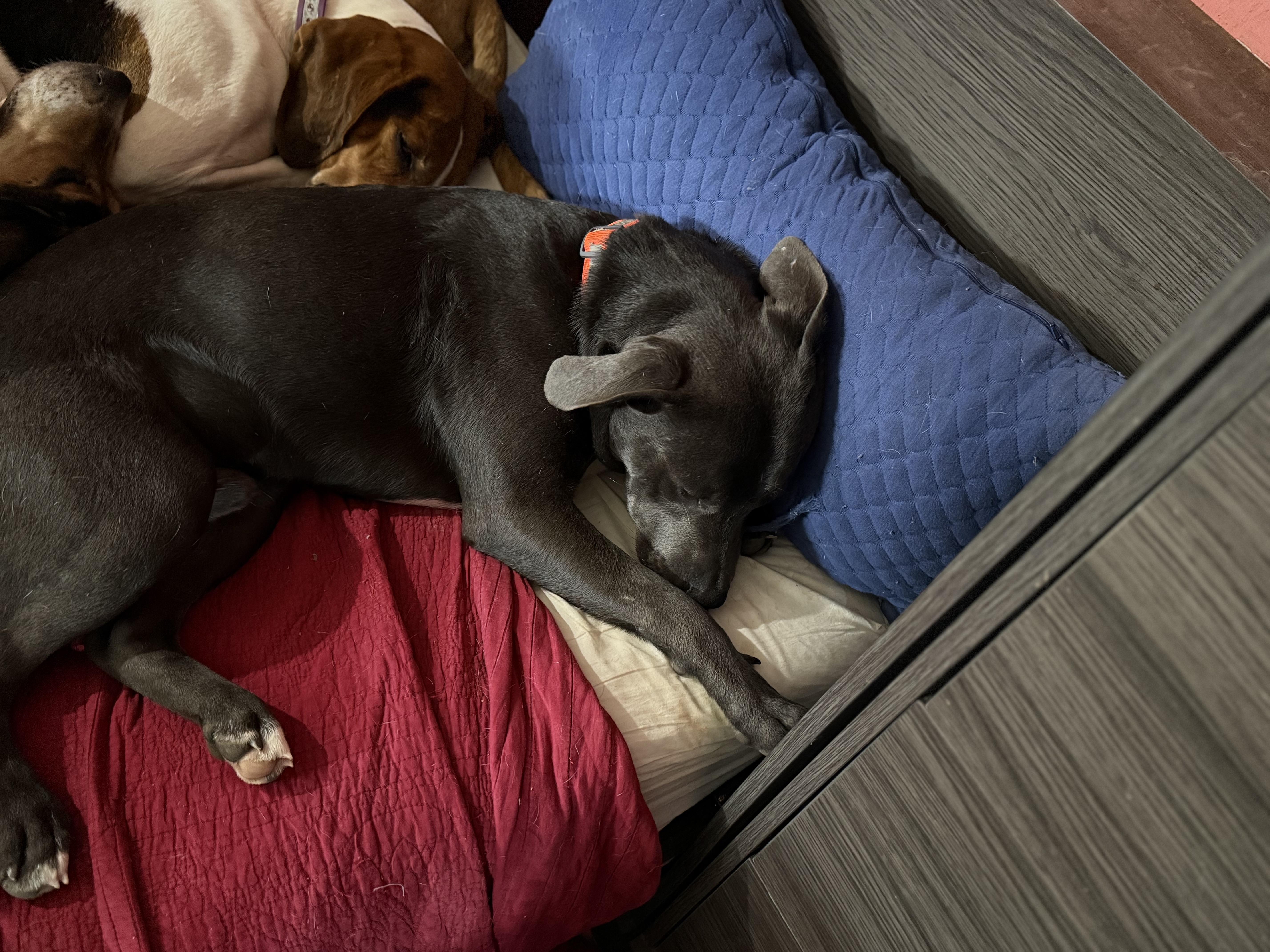 Gator, a Adoptable mixed breed in Bakersville, NC image 2/4