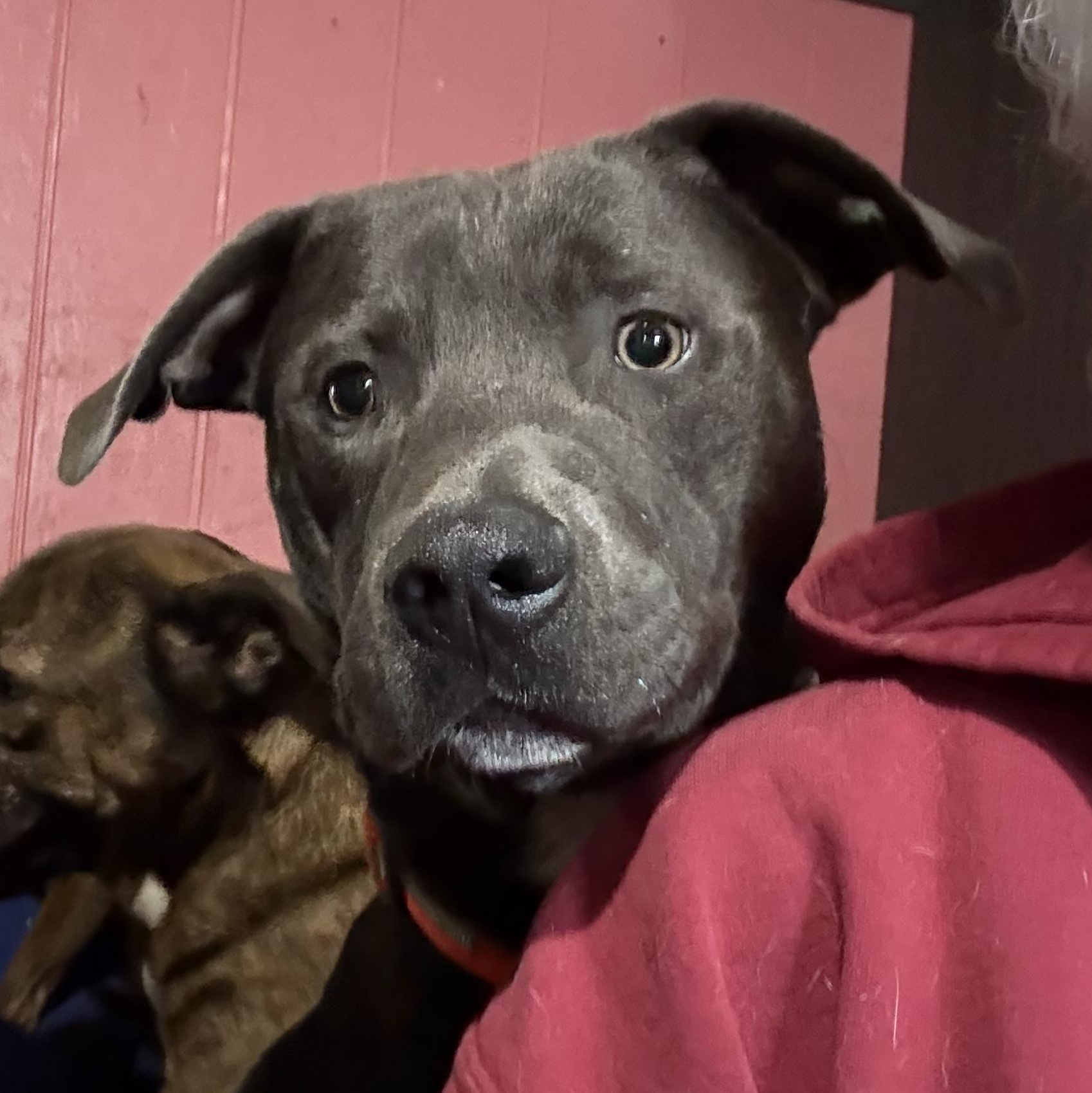 Gator, a Adoptable mixed breed in Bakersville, NC image 3/4