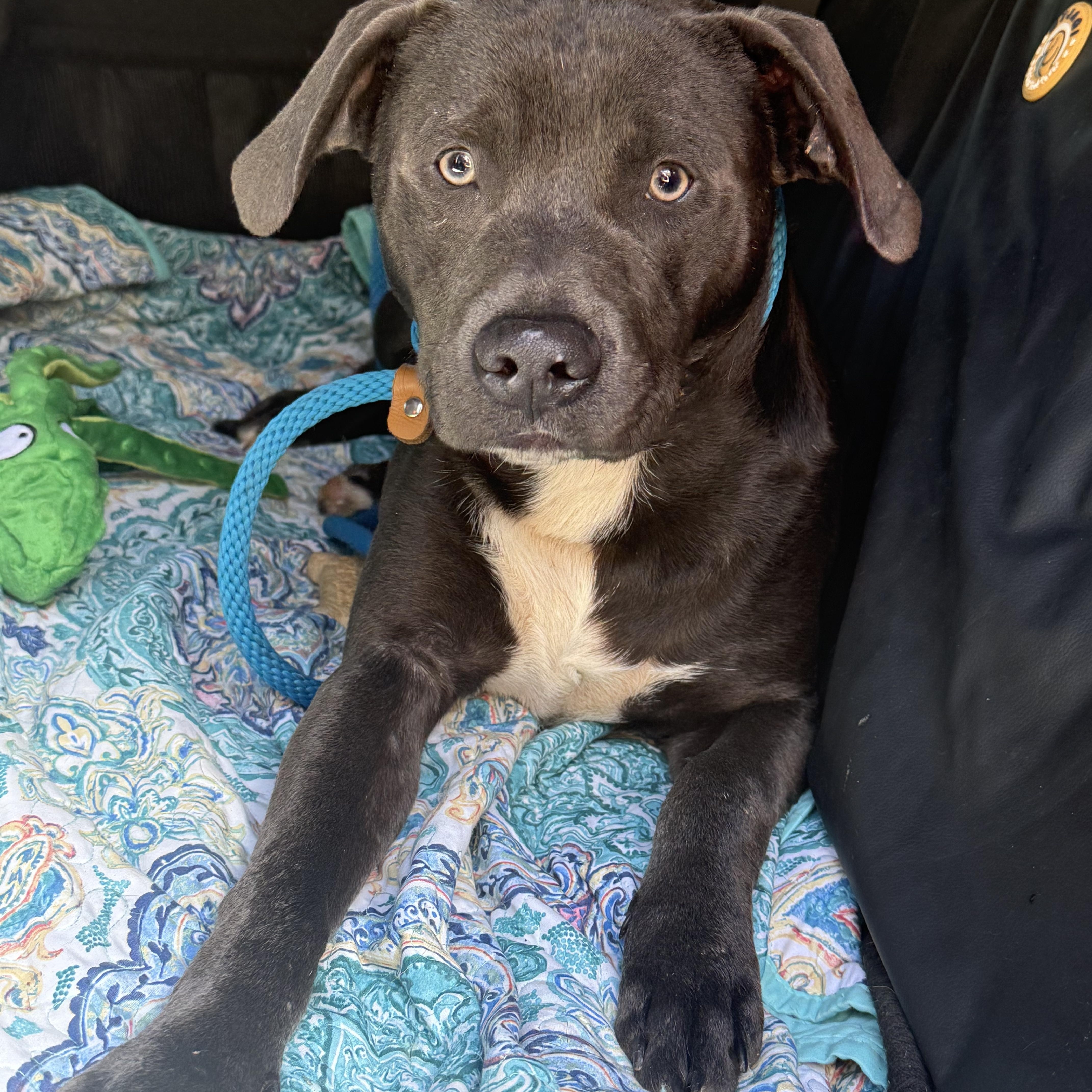 Gator, a Adoptable mixed breed in Bakersville, NC image 1/4