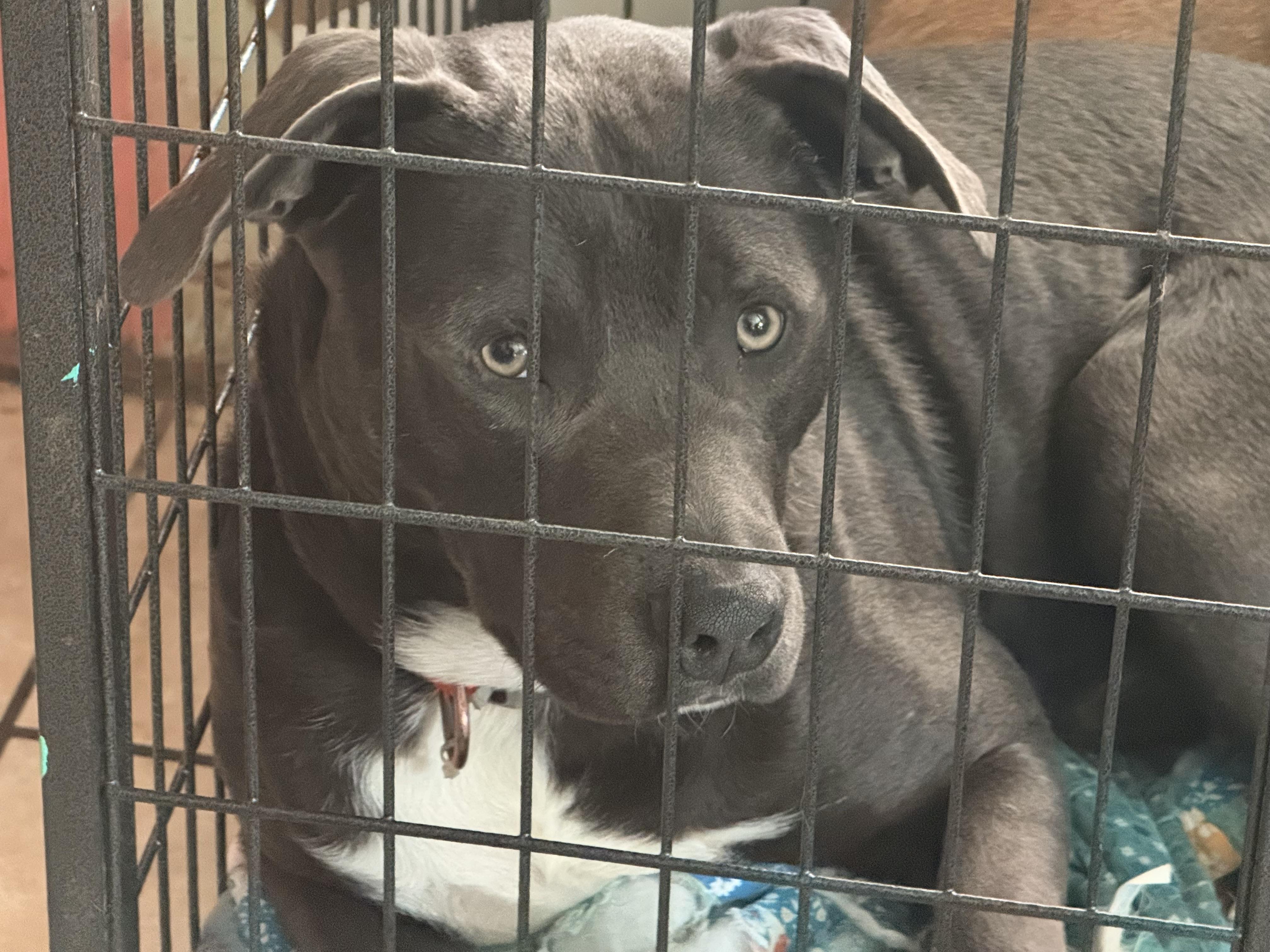 Gator, a Adoptable mixed breed in Bakersville, NC image 4/4