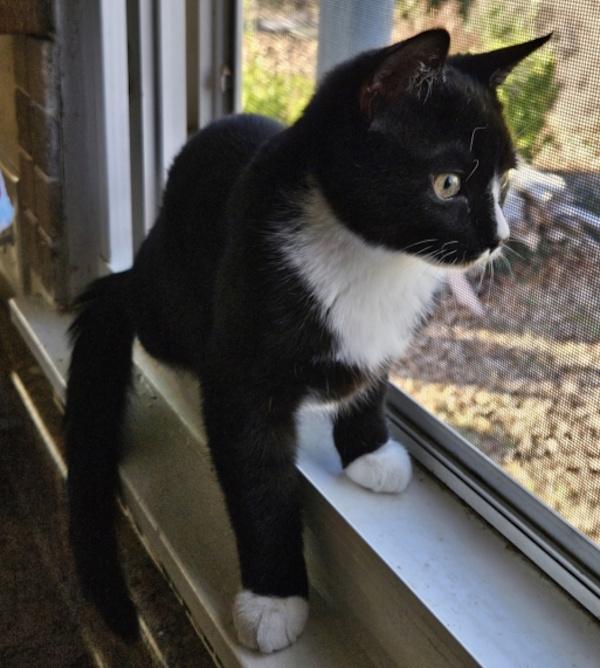 BISCUIT, ADOPTABLE, Kitten Male Tuxedo.