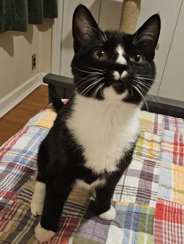 BISCUIT, a ADOPTABLE Tuxedo in Chattanooga, TN image 2/6