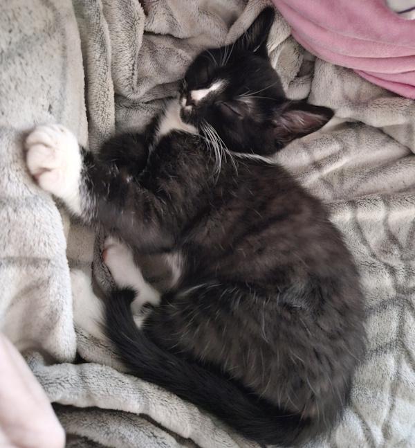 Enlarge BISCUIT, a ADOPTABLE Tuxedo in Louisville, TN image 4/4