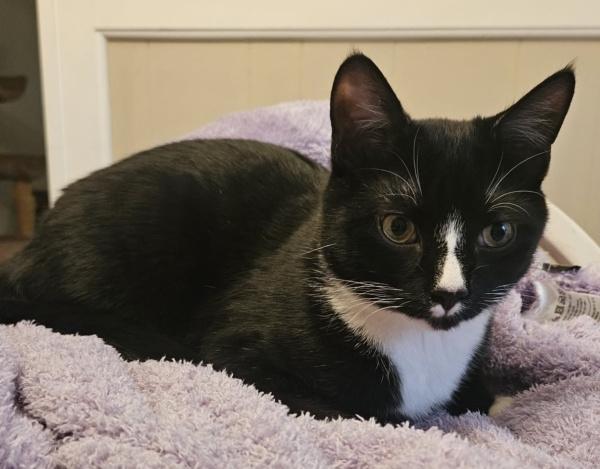 BISCUIT, a ADOPTABLE Tuxedo in Chattanooga, TN image 1/6