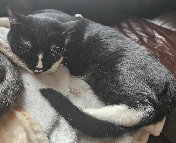 BISCUIT, a ADOPTABLE Tuxedo in Chattanooga, TN image 5/6