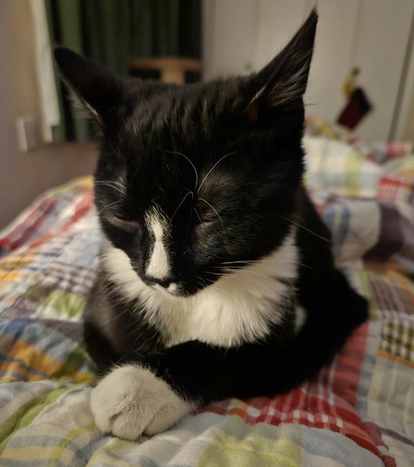 Enlarge BISCUIT, a ADOPTABLE Tuxedo in Louisville, TN image 3/4