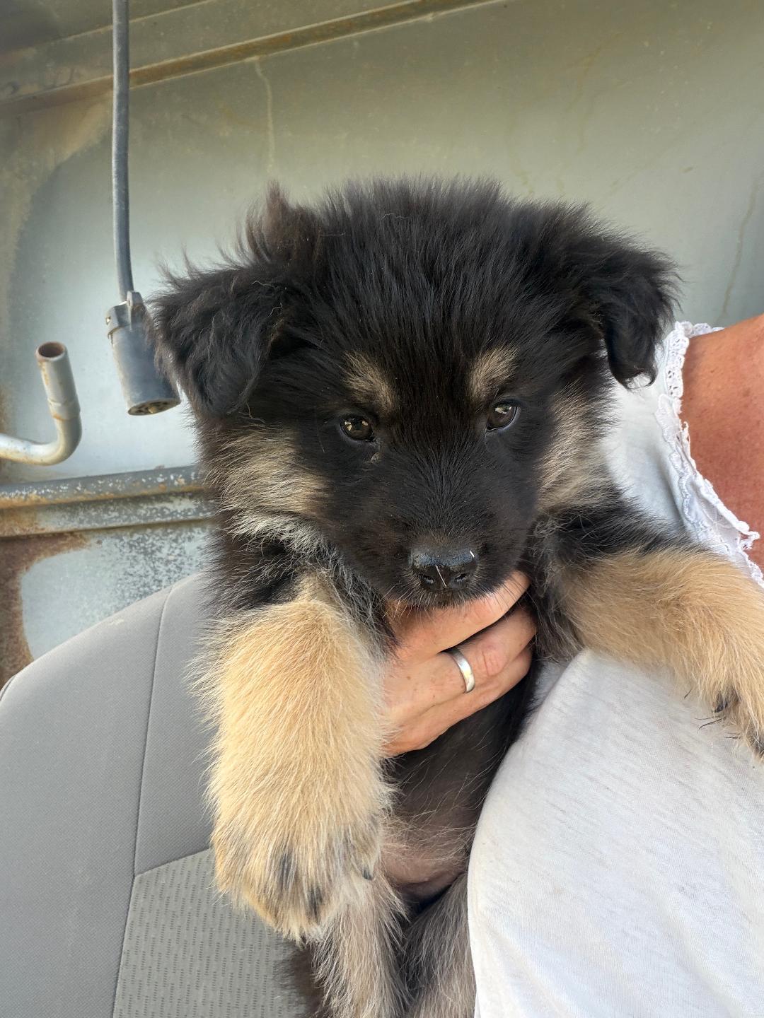 Blackie, Adoptable, Puppy Male Mixed Breed.