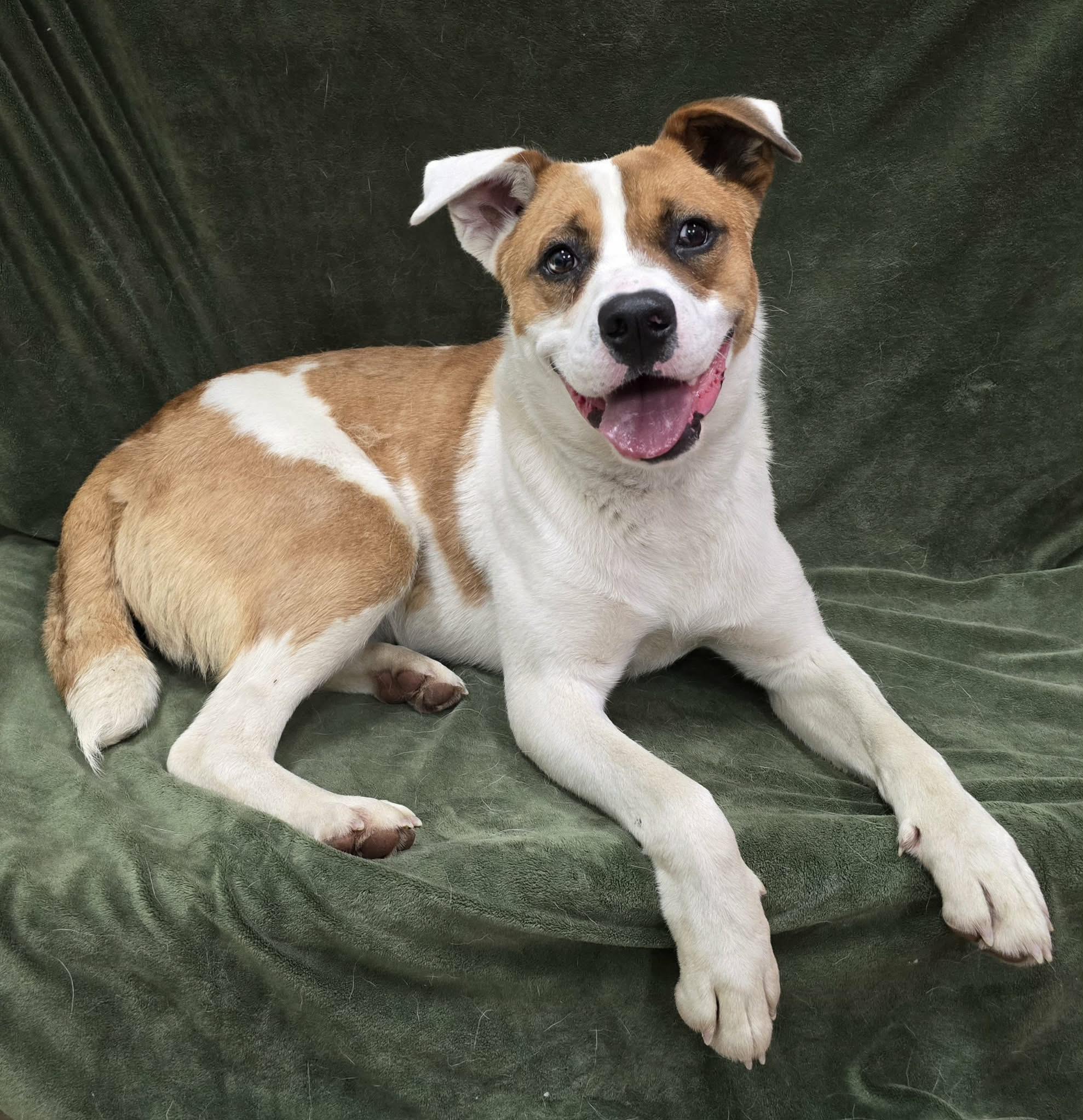 Christo, ADOPTABLE, Adult Male Mixed Breed.