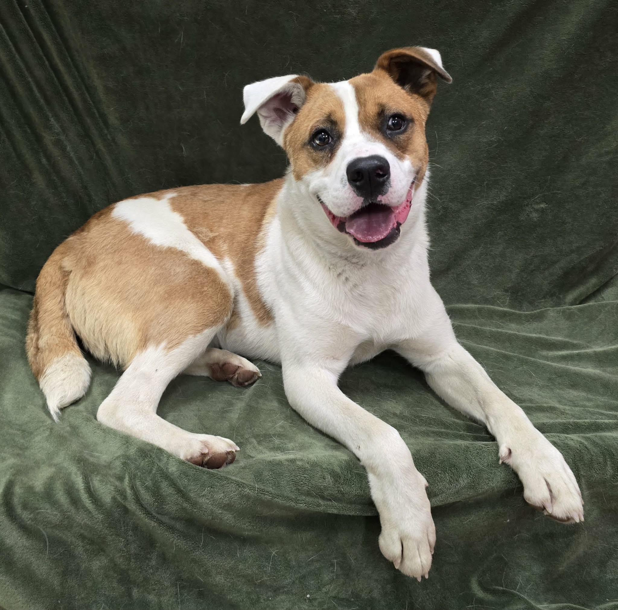 Christo, a ADOPTABLE Mixed Breed in Frankfort, IN image 2/4