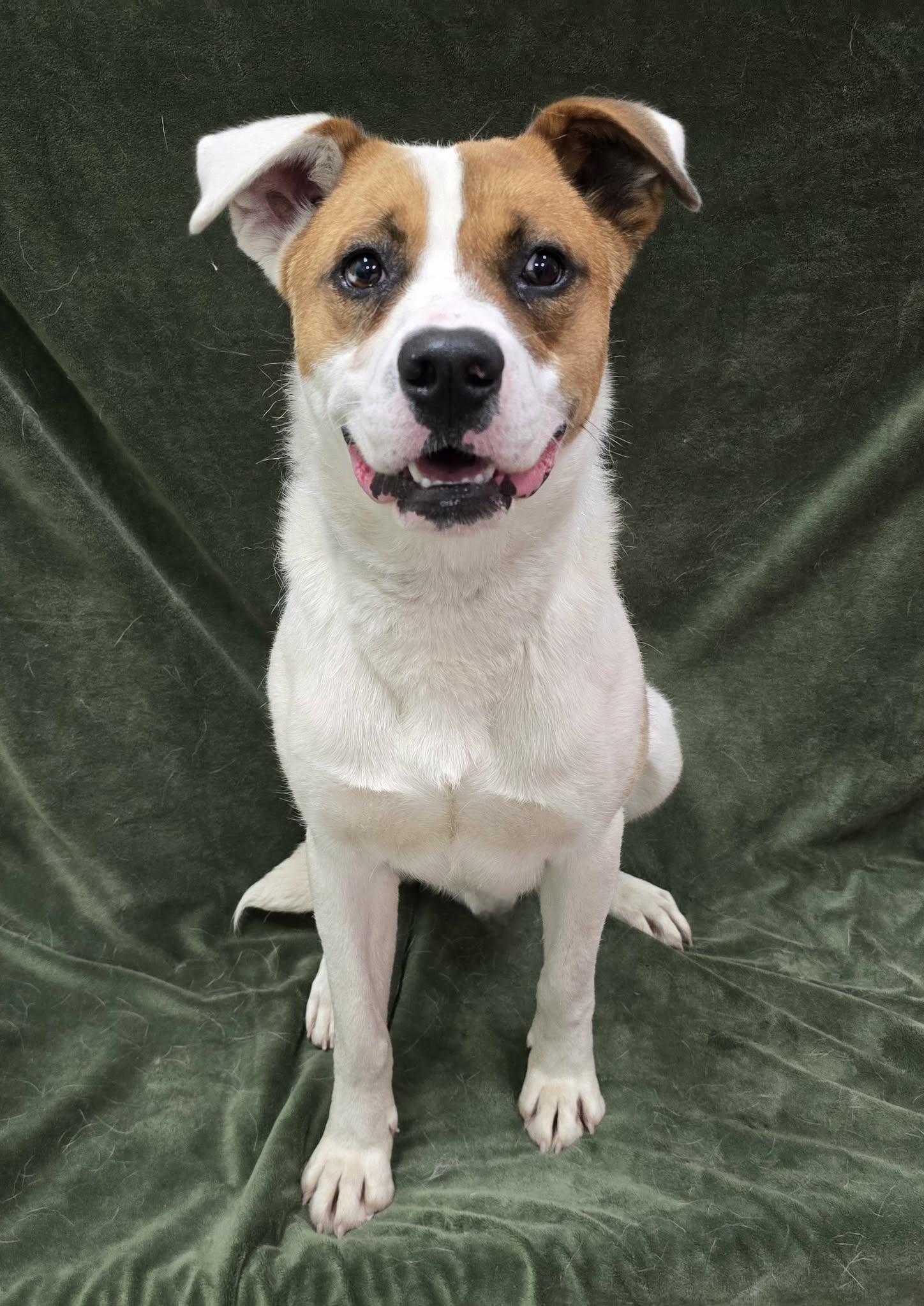 Christo, a ADOPTABLE Mixed Breed in Frankfort, IN image 3/4
