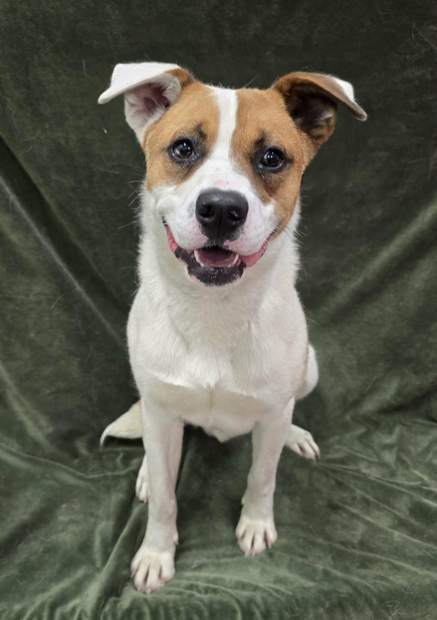 Christo, a ADOPTABLE Mixed Breed in Frankfort, IN image 4/4