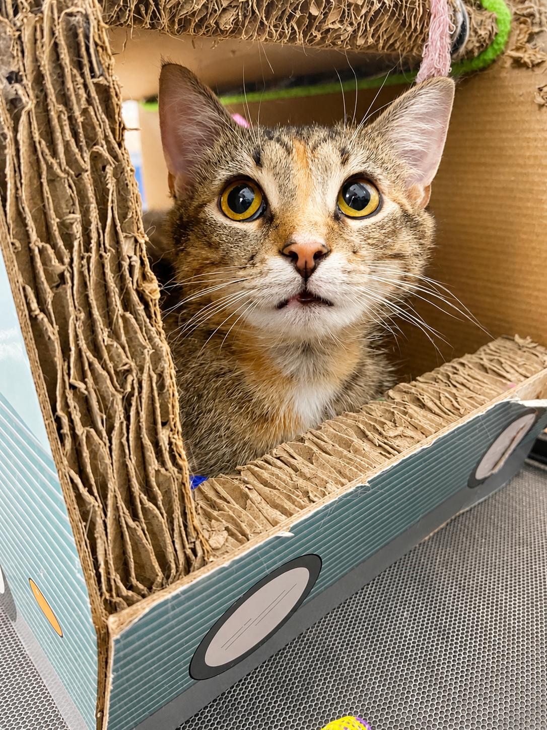 Ellie, Adoptable, Adult Female Domestic Short Hair.