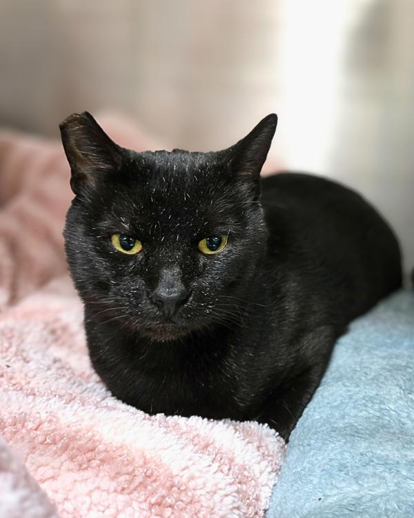 Hope, Adoptable, Adult Male Domestic Short Hair.