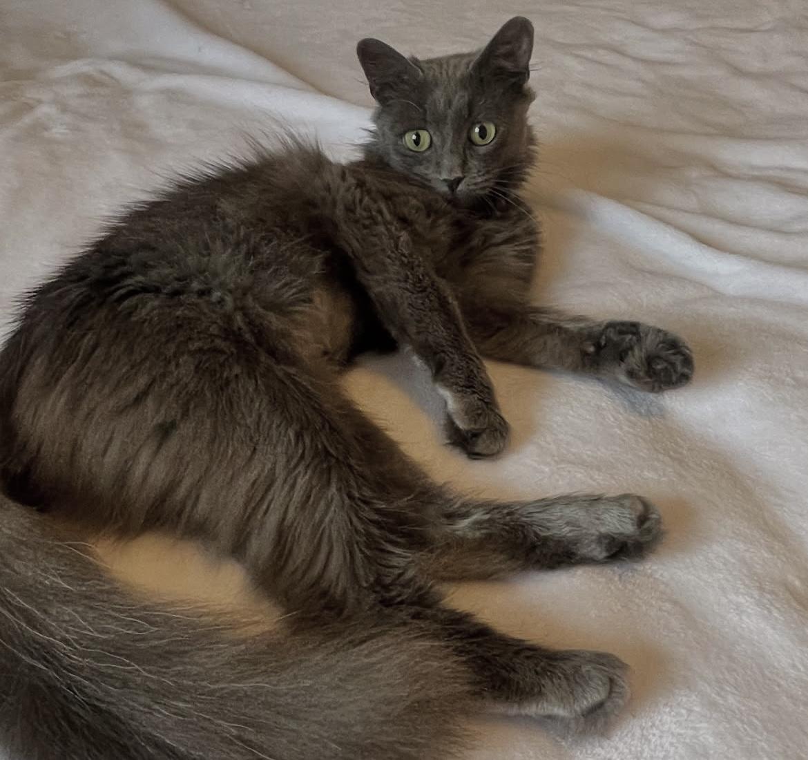 Cinder, a Adoptable mixed breed in New York, NY image 2/3