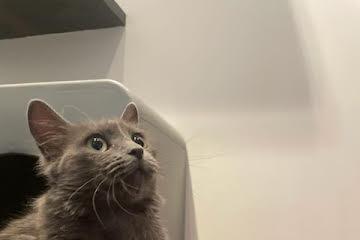 Cinder, a Adoptable mixed breed in New York, NY image 3/3