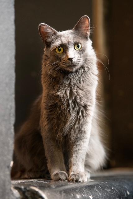 Cinder, Adoptable, Adult Female Domestic Medium Hair.