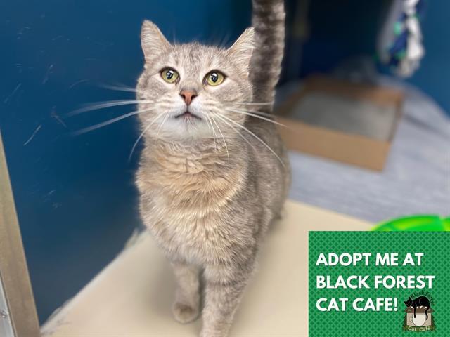 Enlarge LENA, a Adoptable Domestic Short Hair in Fort Wayne, IN image 1/1