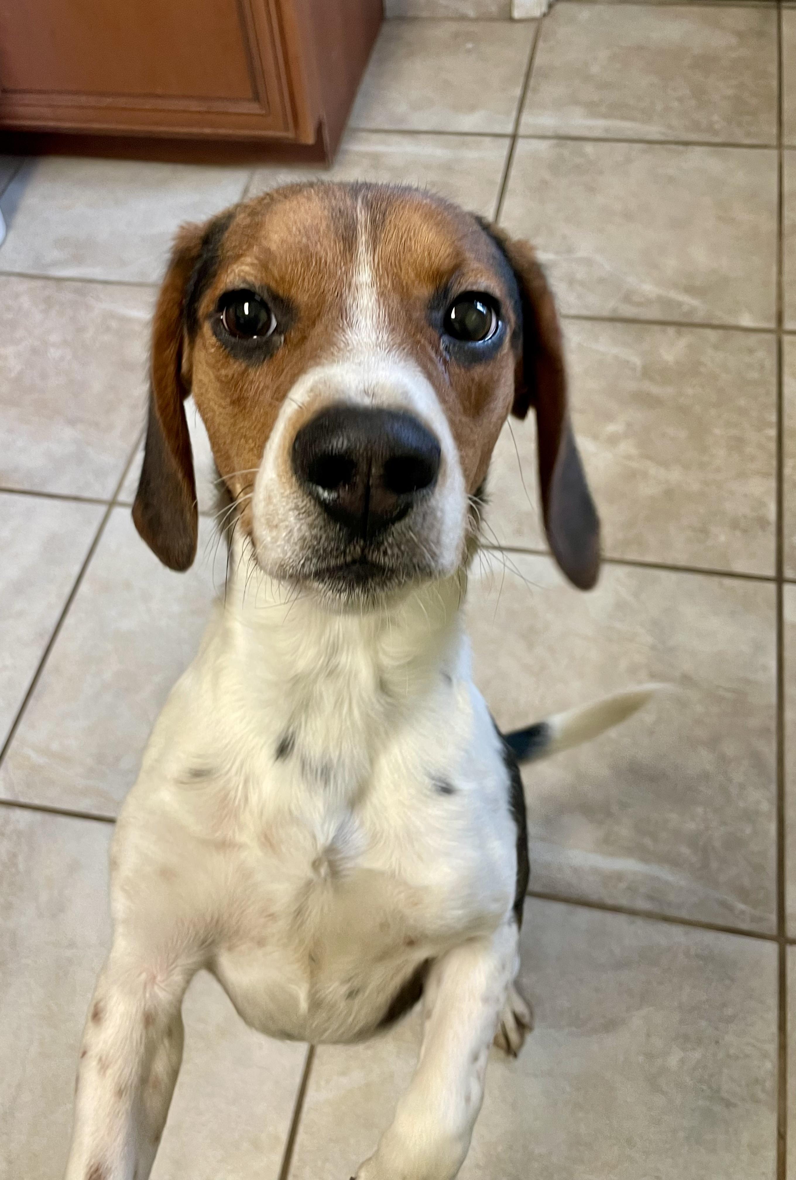 Scout, adopted, Young Male Beagle.
