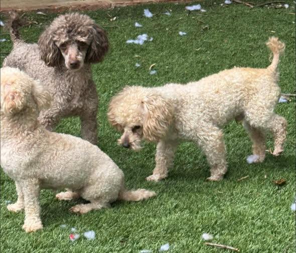 Tan & Black (oodles of doodles), an adopted mixed breed in Matthews, NC image 2/2