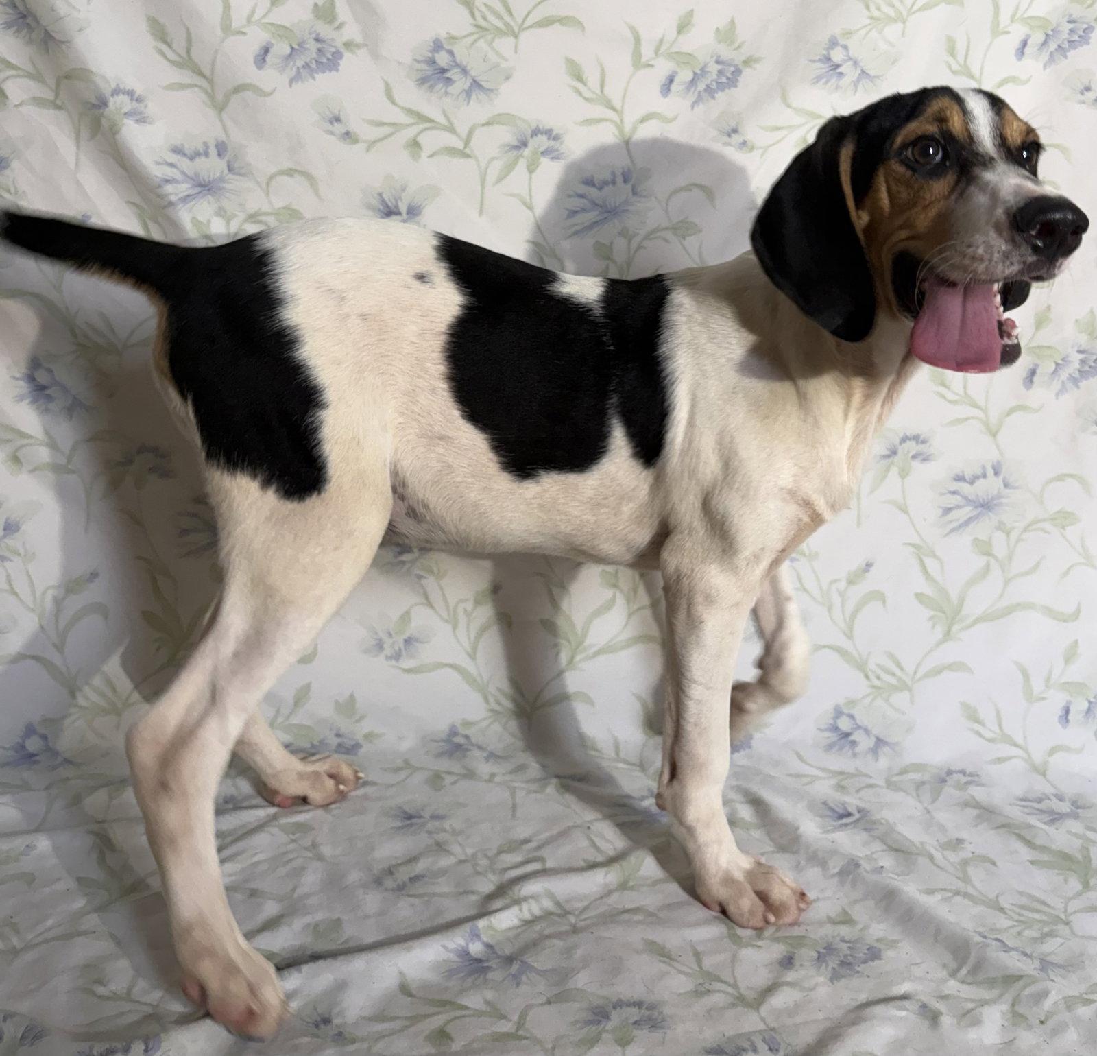 260971  Copeland, ADOPTABLE, Young • Male, Treeing Walker Coonhound & Beagle.