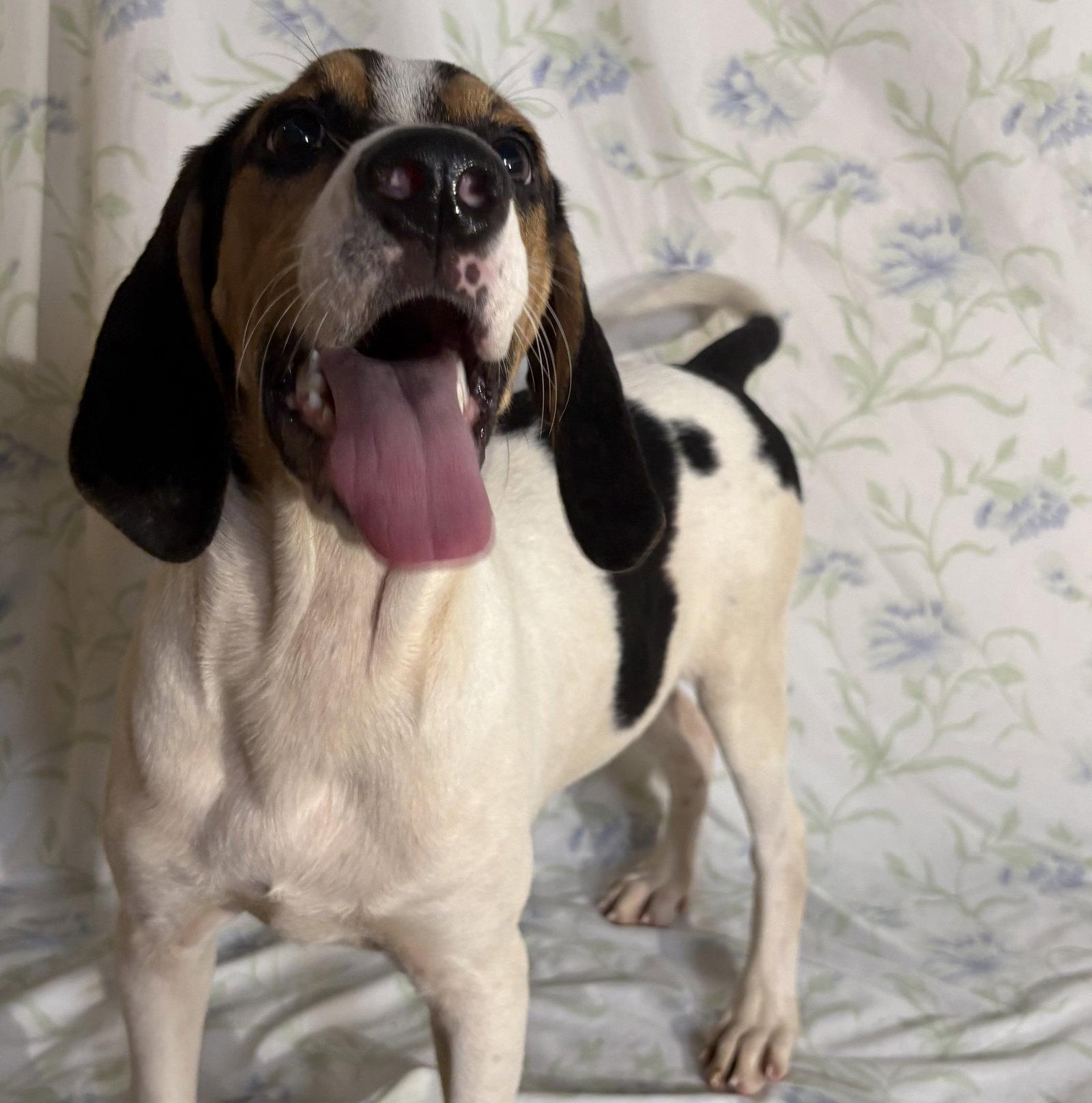 Enlarge 260971  Copeland, a Adoptable mixed breed in Wetumpka, AL image 2/3