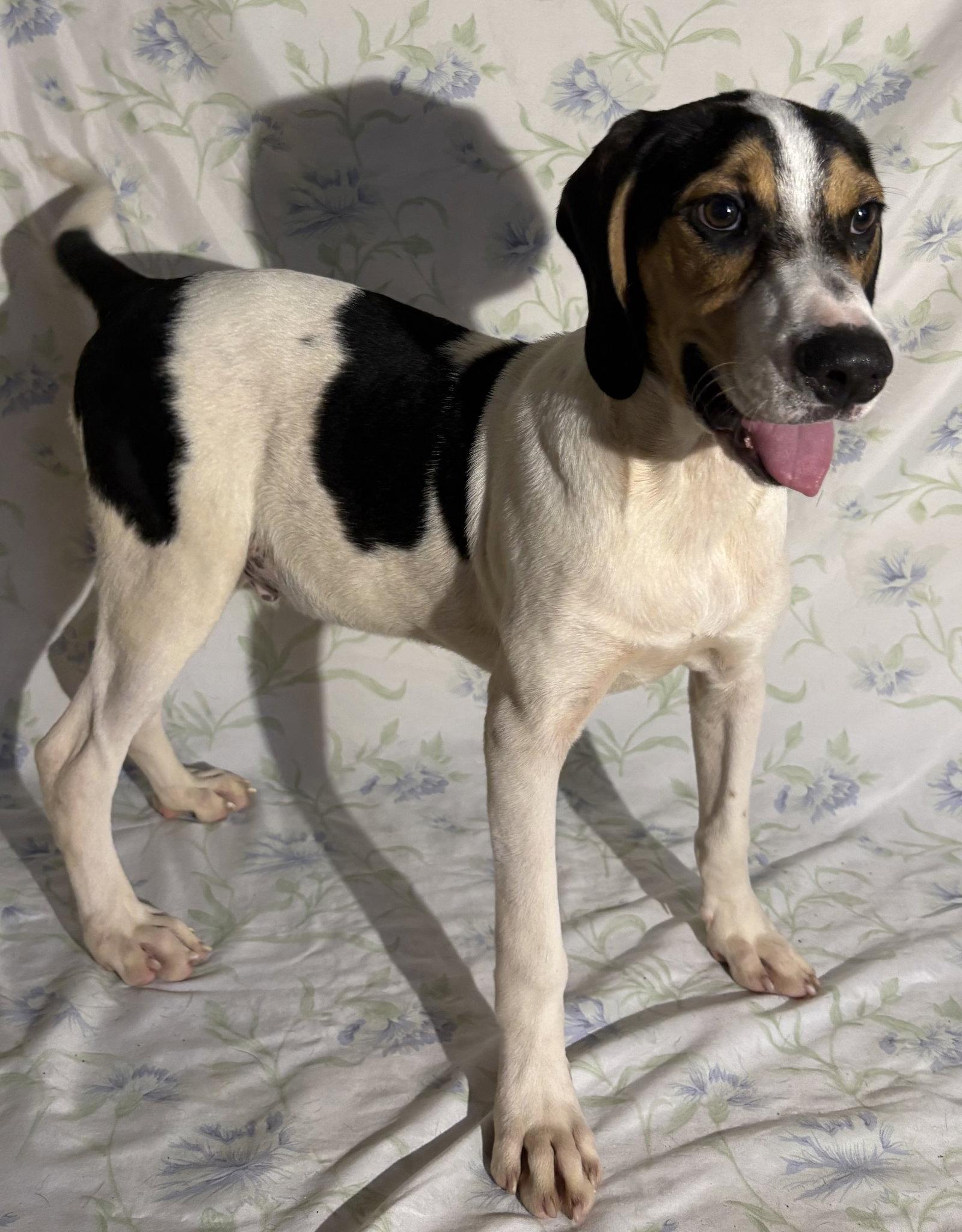 Enlarge 260971  Copeland, a Adoptable mixed breed in Wetumpka, AL image 3/3