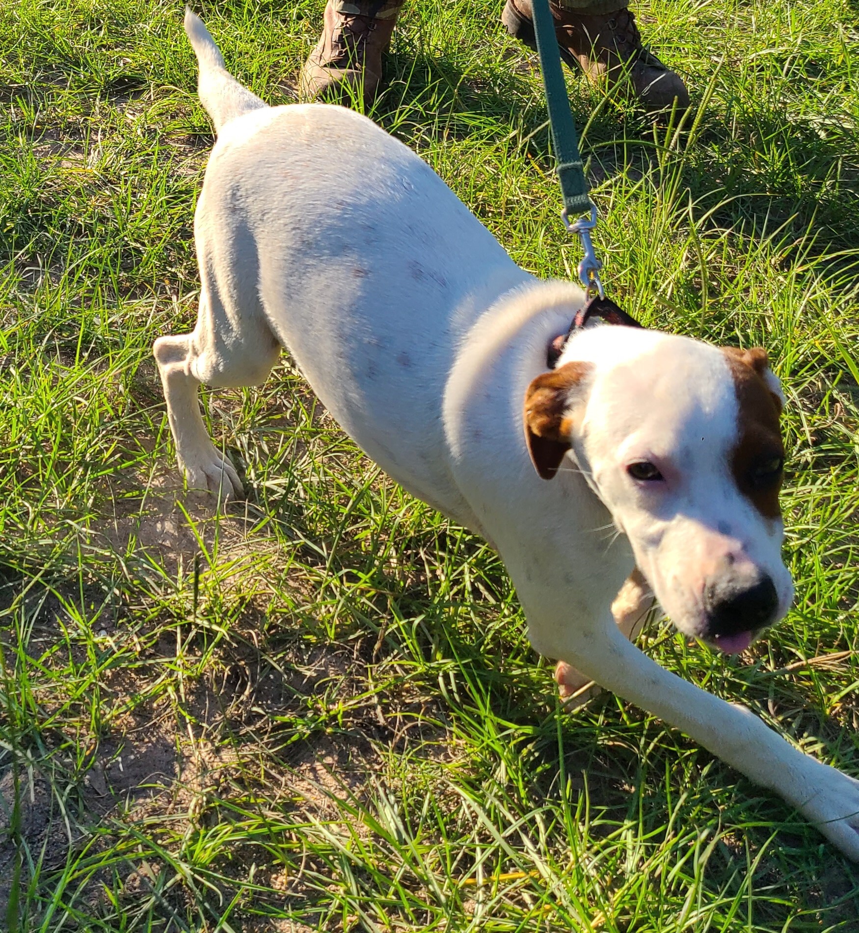 Enlarge Garnet, a Adoptable mixed breed in Sheridan, TX image 2/6