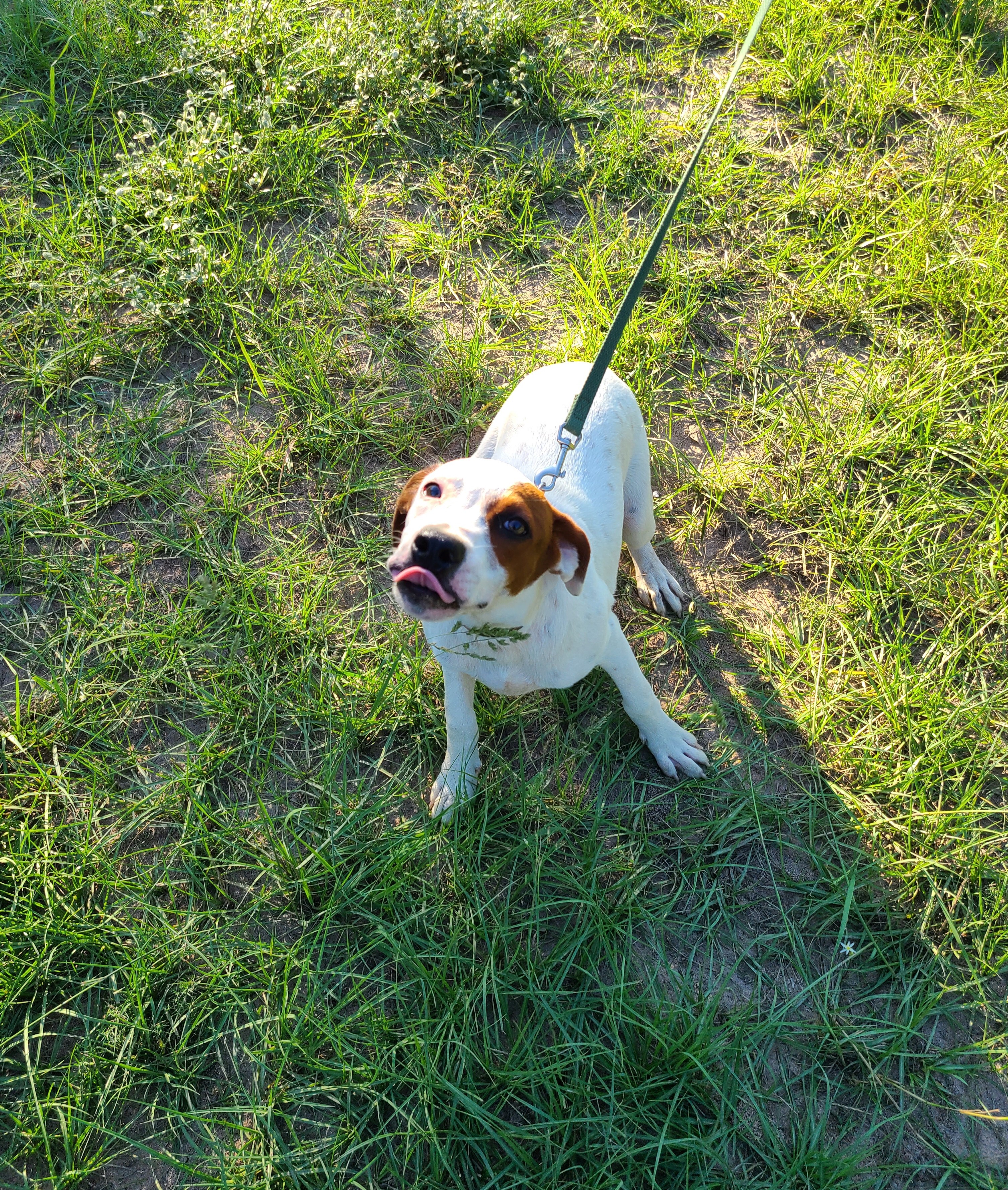 Enlarge Garnet, a Adoptable mixed breed in Sheridan, TX image 3/6