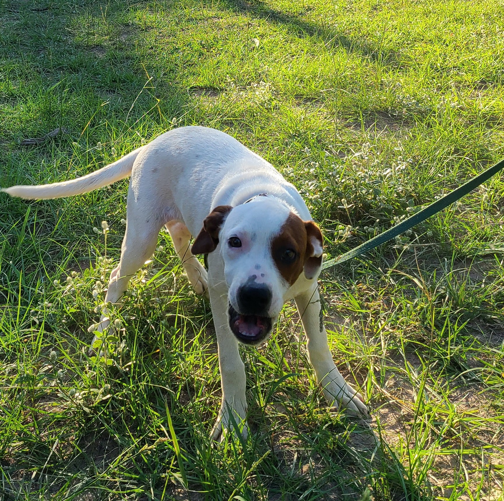 Enlarge Garnet, a Adoptable mixed breed in Sheridan, TX image 4/6