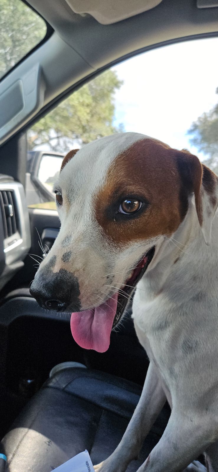 Garnet, Adoptable, Young Female Labrador Retriever.
