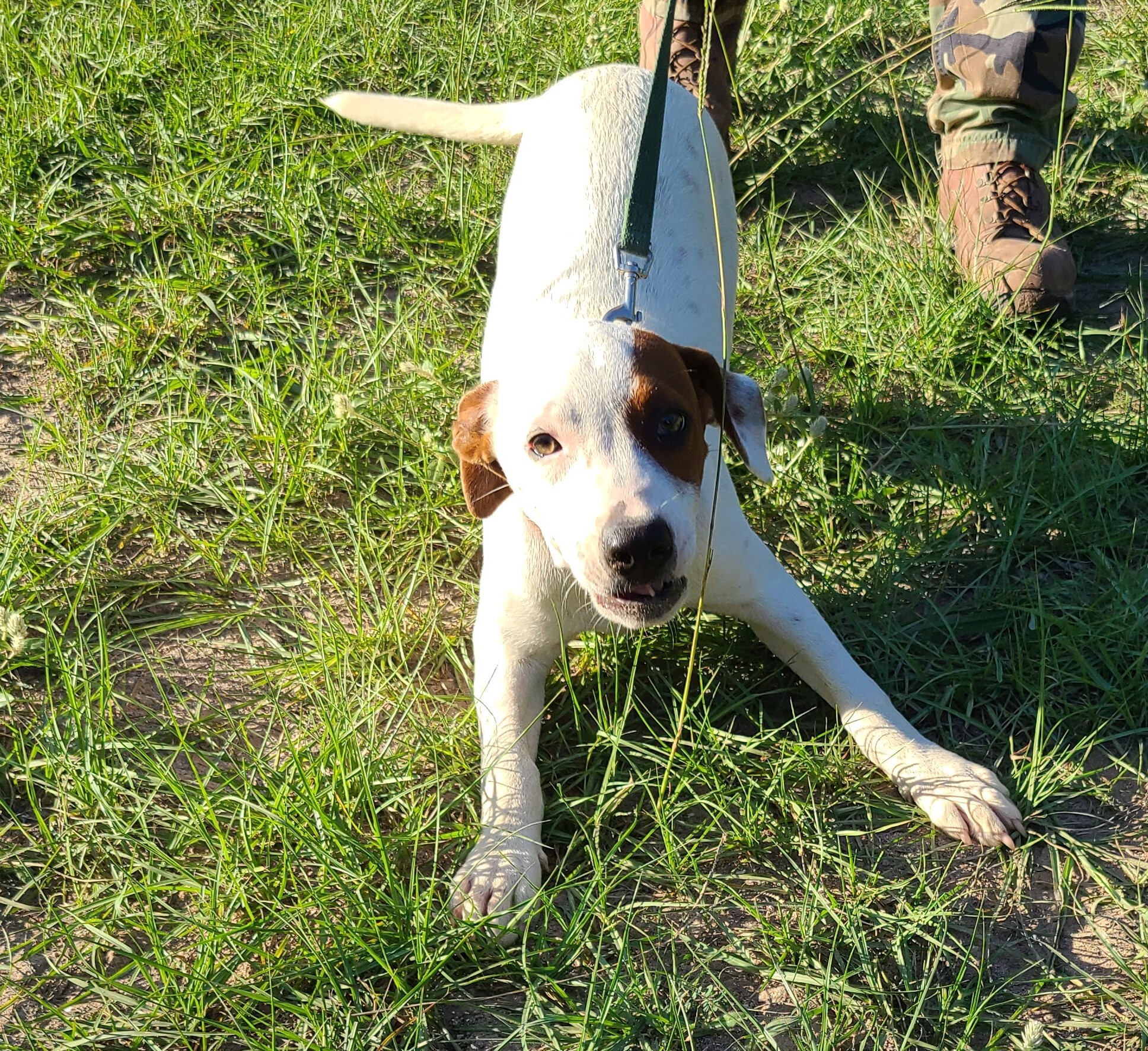 Enlarge Garnet, a Adoptable mixed breed in Sheridan, TX image 5/6