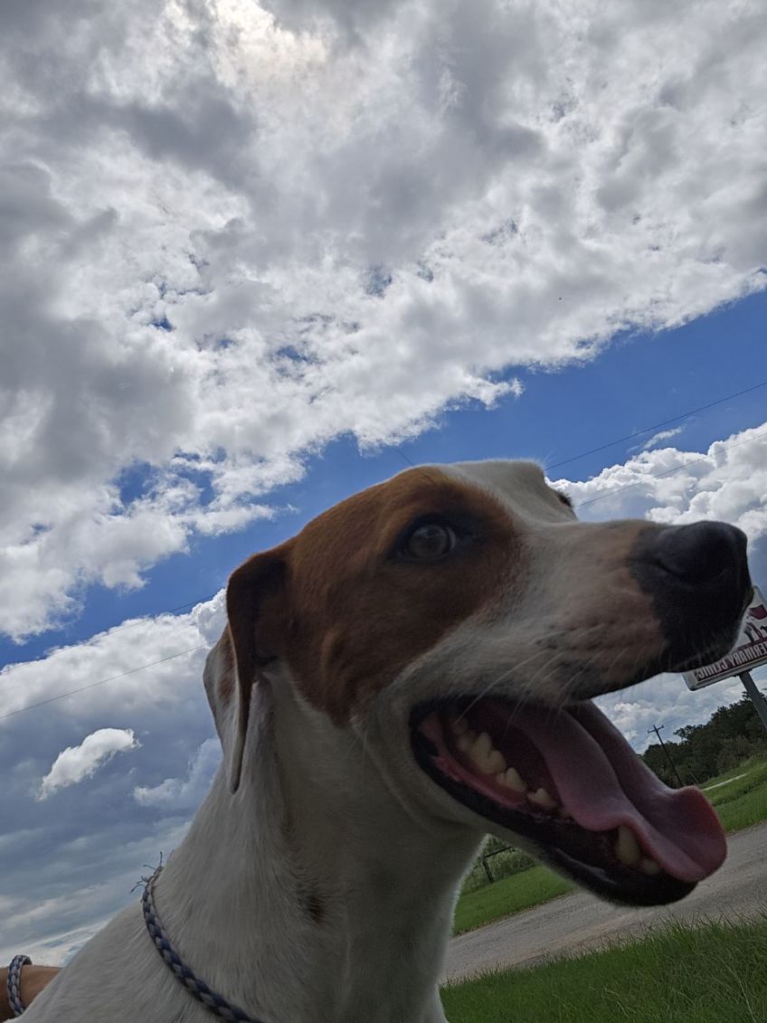 Enlarge Garnet, a Adoptable mixed breed in Sheridan, TX image 8/8