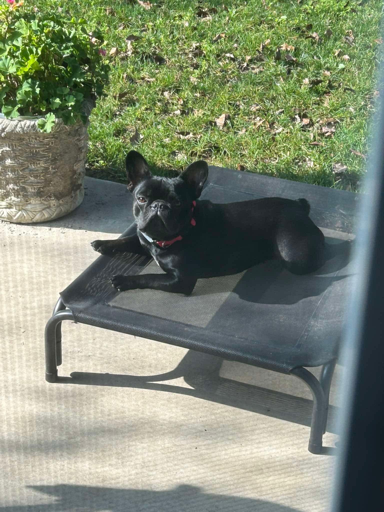 Enlarge Penny, a ADOPTABLE French Bulldog in modesto, CA image 1/1